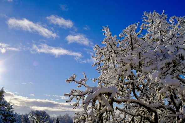 Snowy trees and blue sky