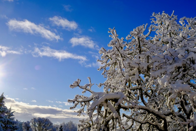 Snowy trees and blue sky