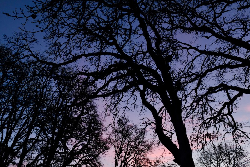Bare oak trees at dusk