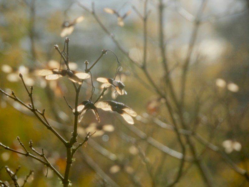 maple seeds on bare branches