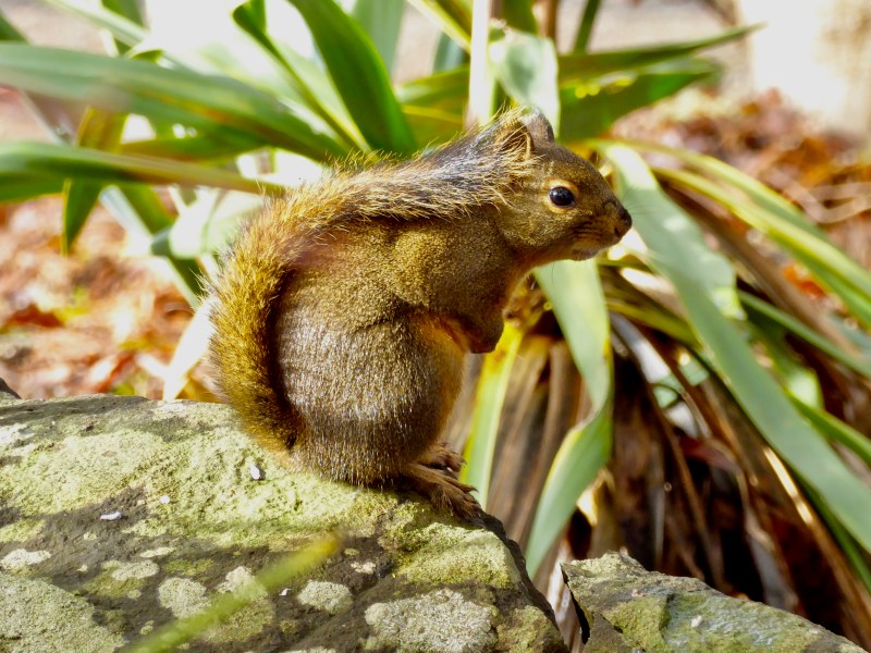 Douglas squirrel