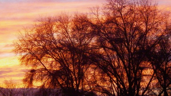 Bare trees against orange sky