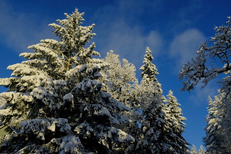 Snow-covered trees and blue sky