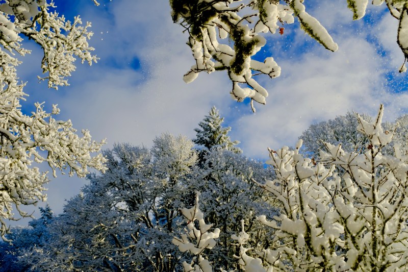 snowy trees and blue sky