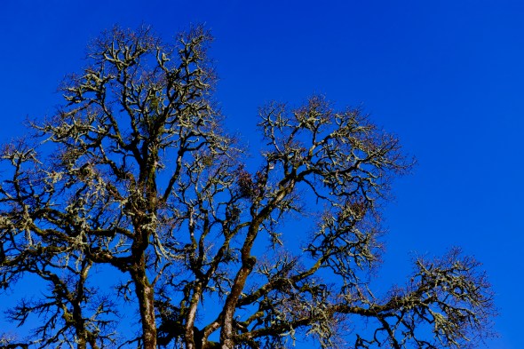 bare oak tree and blue sky