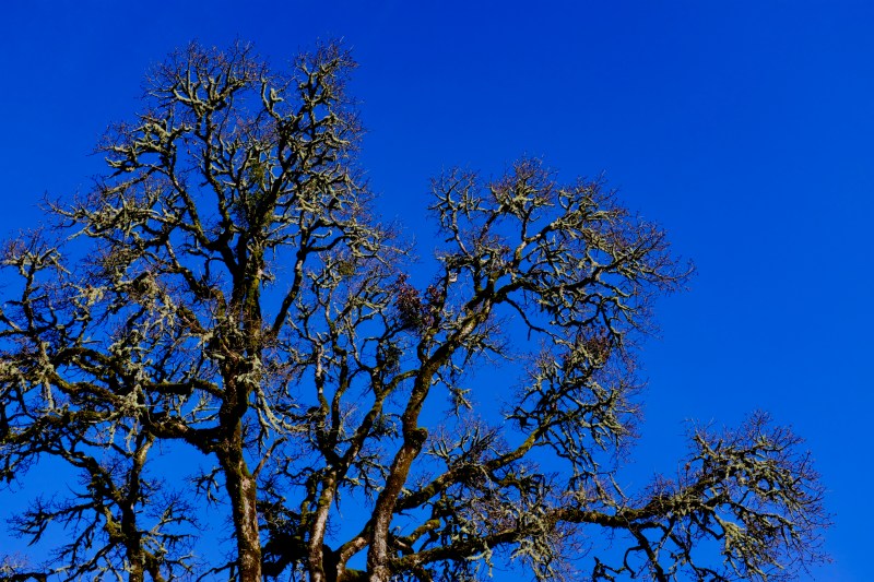 bare oak tree and blue sky