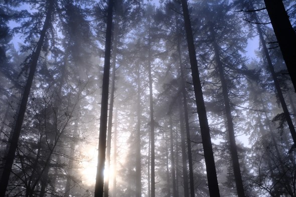 Sun shining into foggy forest