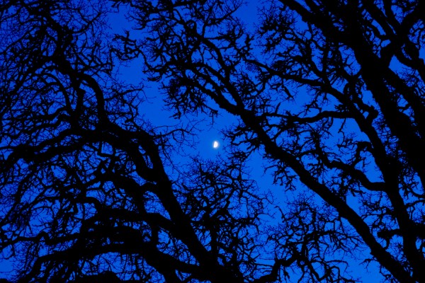 Moon in bare oaks