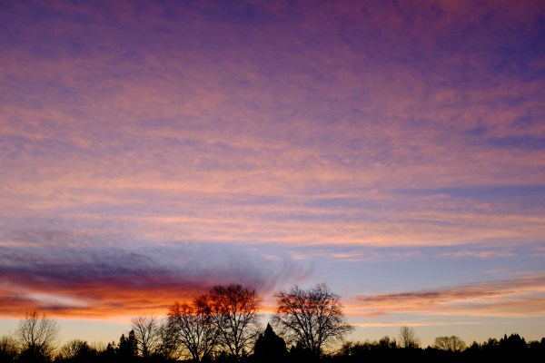 Bare trees and orange clouds in western sky