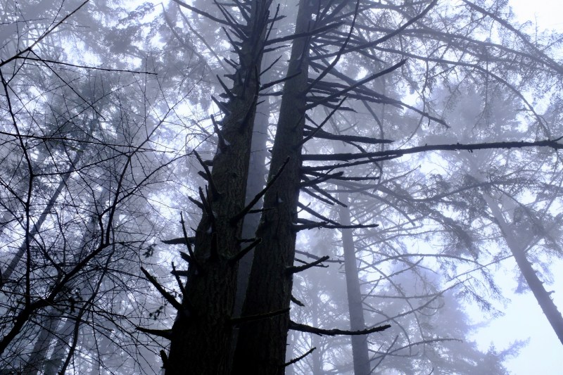 Trees silhouetted in foggy forest