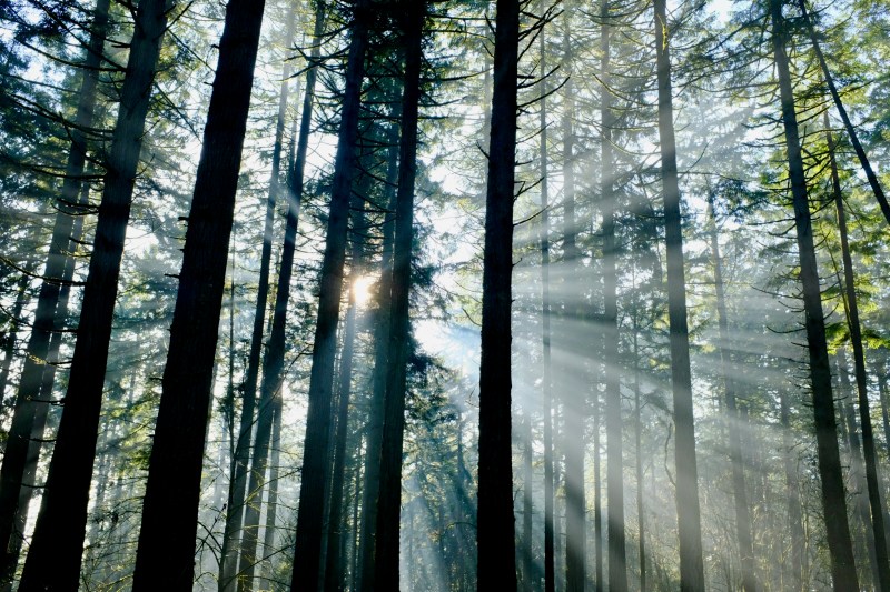 Sunbeams in Coniferous Forest