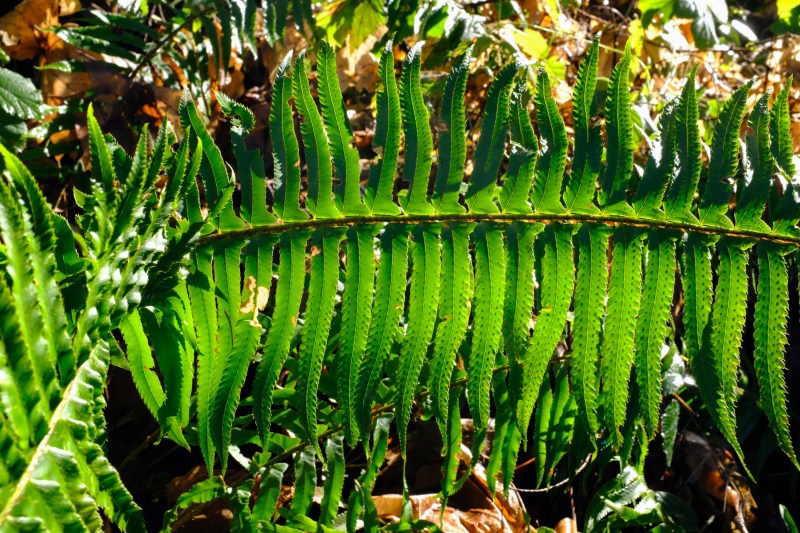 Green fern frond