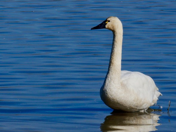 Tundra swan in water