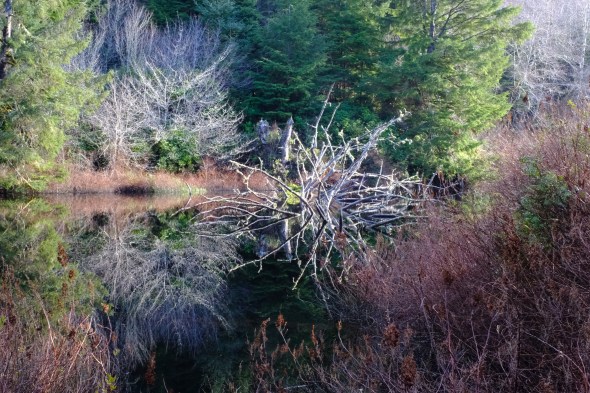 Wetlands with reflections of bare trees