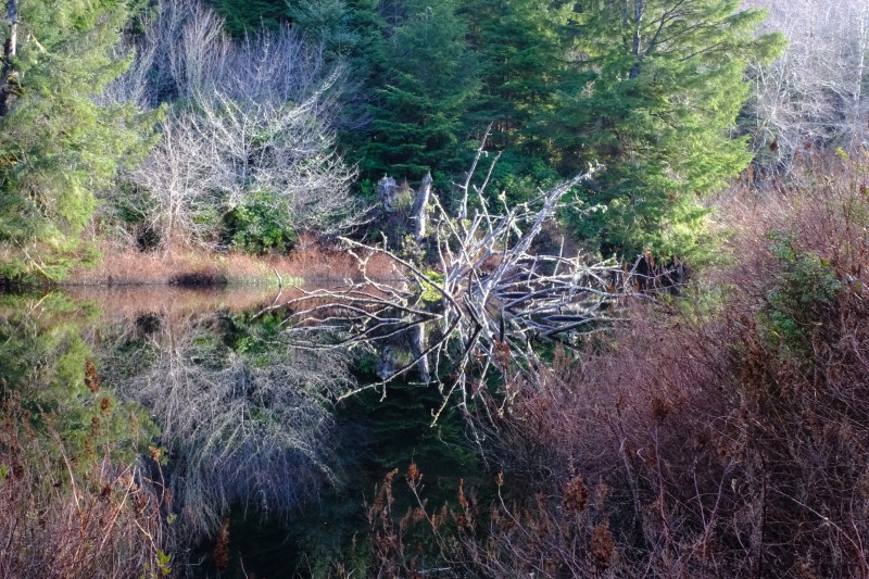 Wetlands with reflections of bare trees
