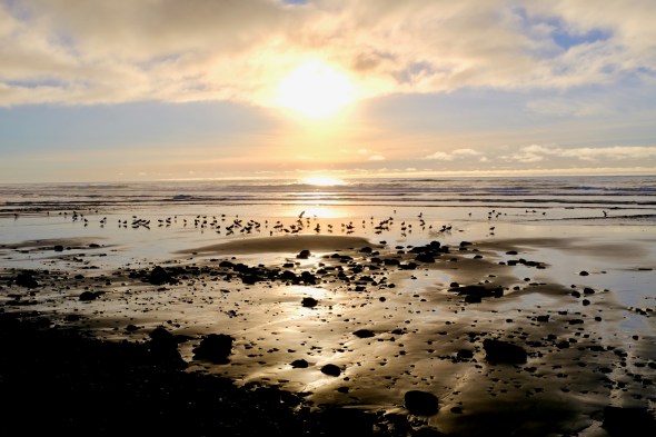 Beach, birds and sinking sun