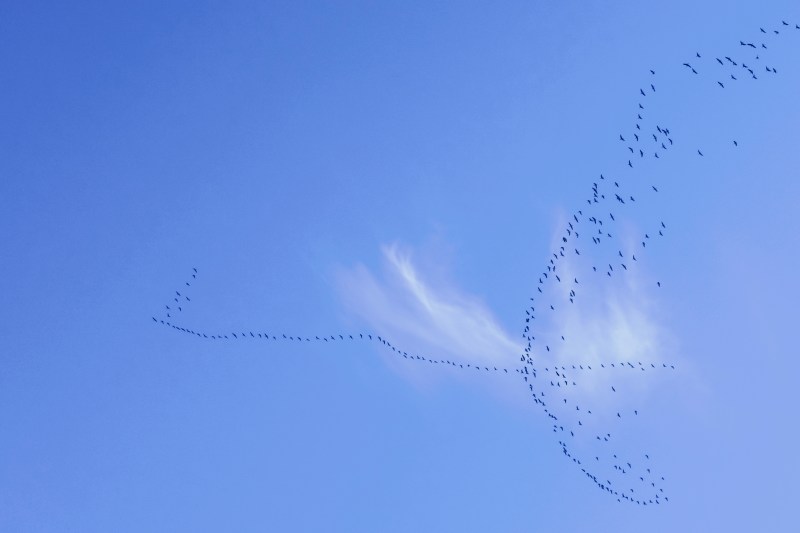 Flock of Canada Geese in Flight