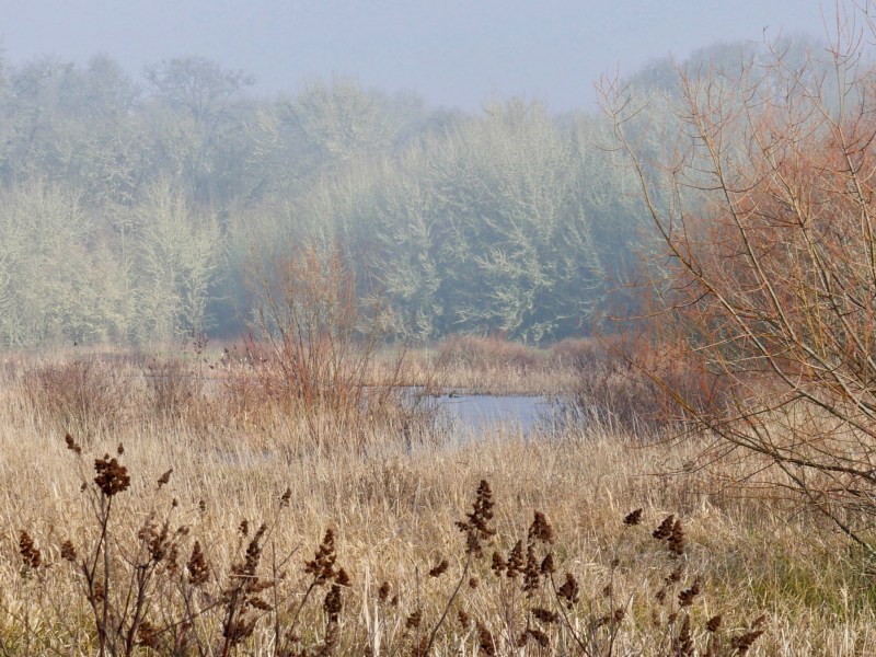 marsh on winter morning