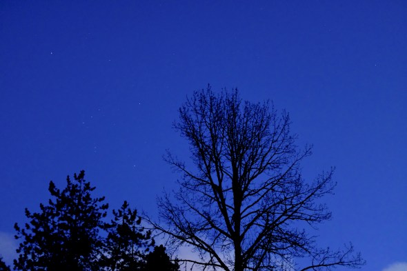 bare trees and the constellaion 