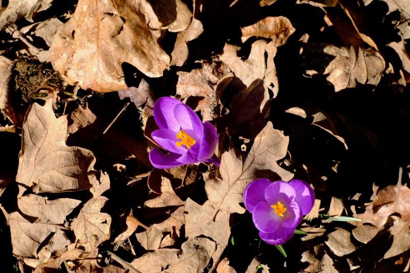crocuses blooming on dry oak leaves
