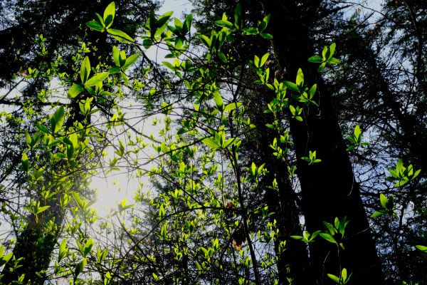 Indian Plum Leaves in Forest