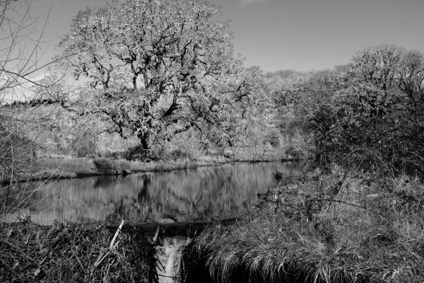 beaver pond