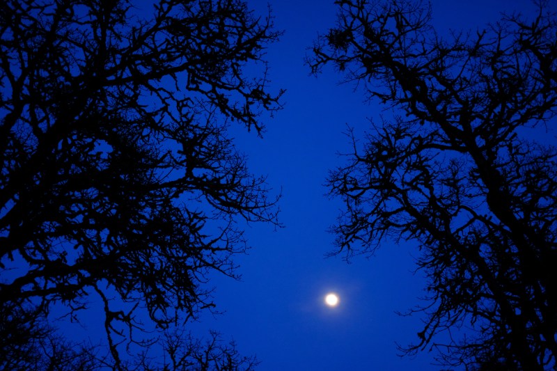 Moon and bare oak trees at dusk