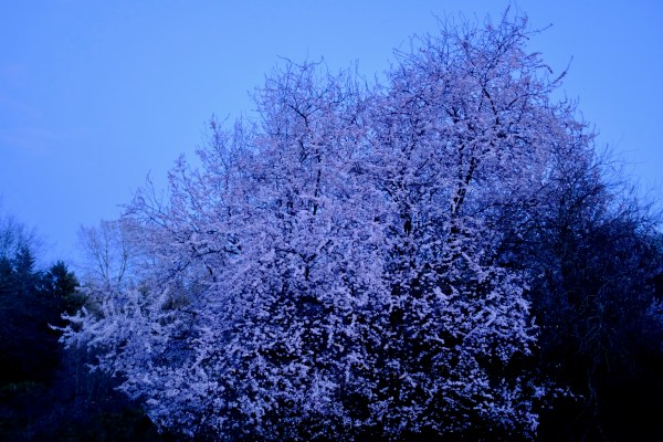 Cherry tree blooming at dusk