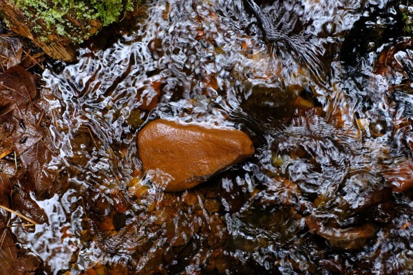 tiny stream in old-growth forest