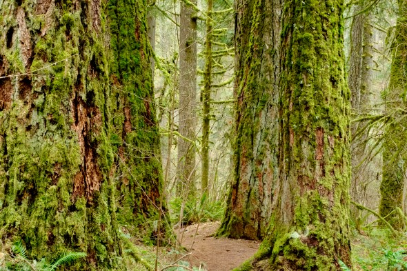 Old-growth forest path