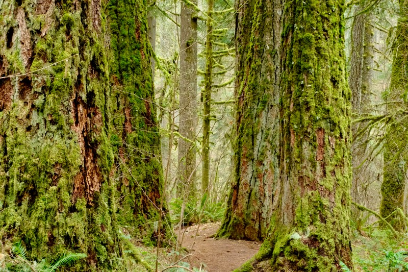 Old-growth forest path