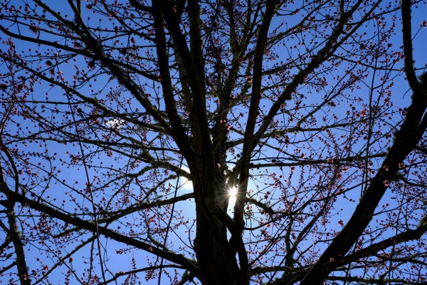 red maple tree blooming