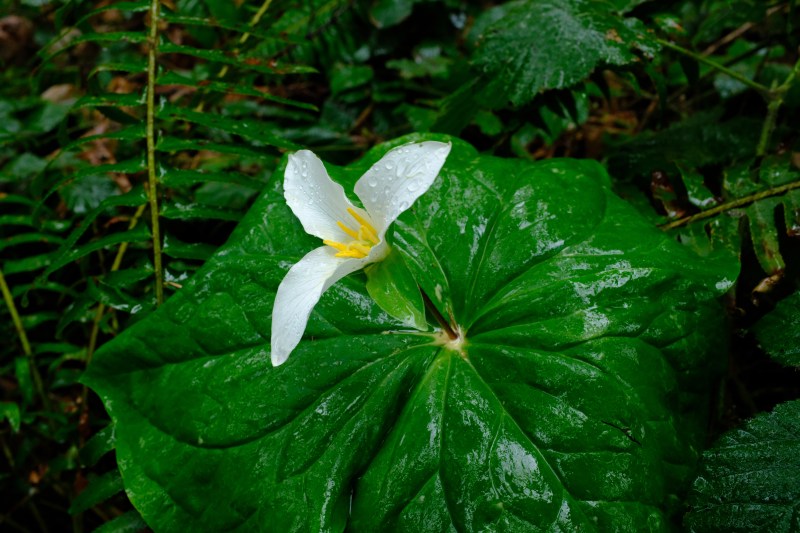 trillium in bloom