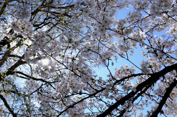 white cherry blossoms and blue sky