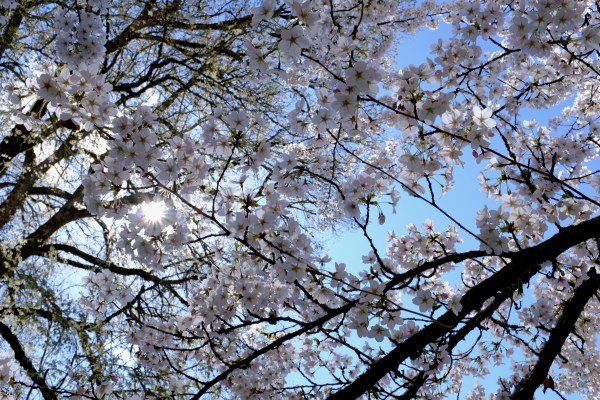 white cherry blossoms and blue sky