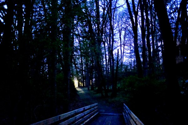 bridge and bare trees at night