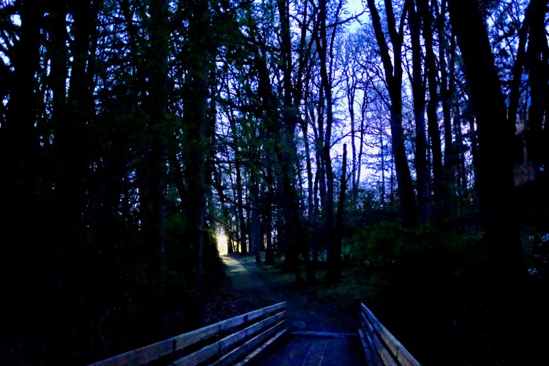 bridge and bare trees at night