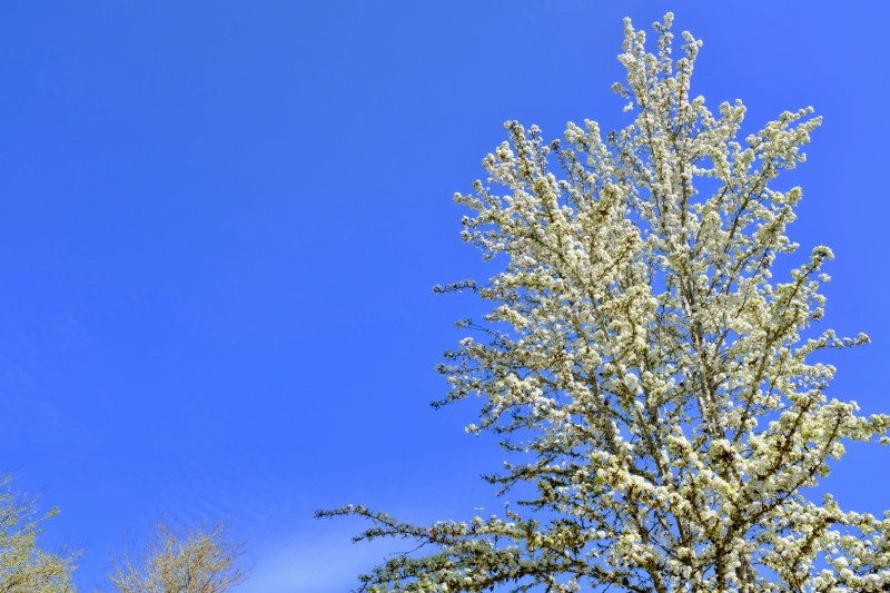 cherry tree blooming and blue sky