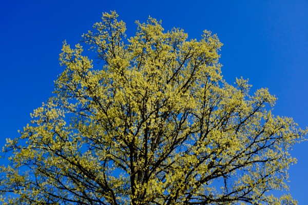 Sugar maple tree blooming