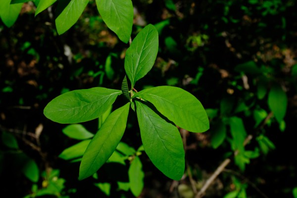 Green Leaves