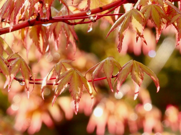 new Japanese maple leaves