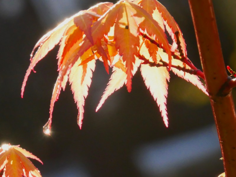 Japanese maple leaves