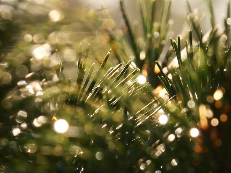 Abstract of raindrops on pine needles