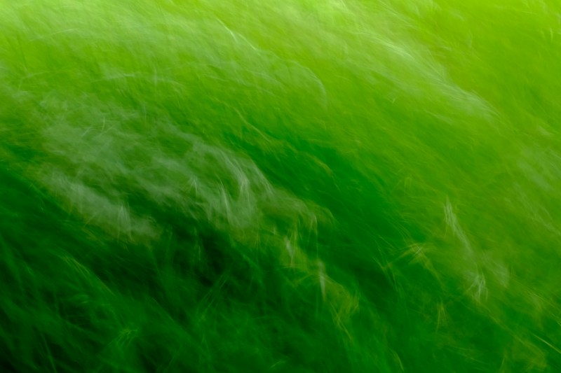 grasses blowing in wind