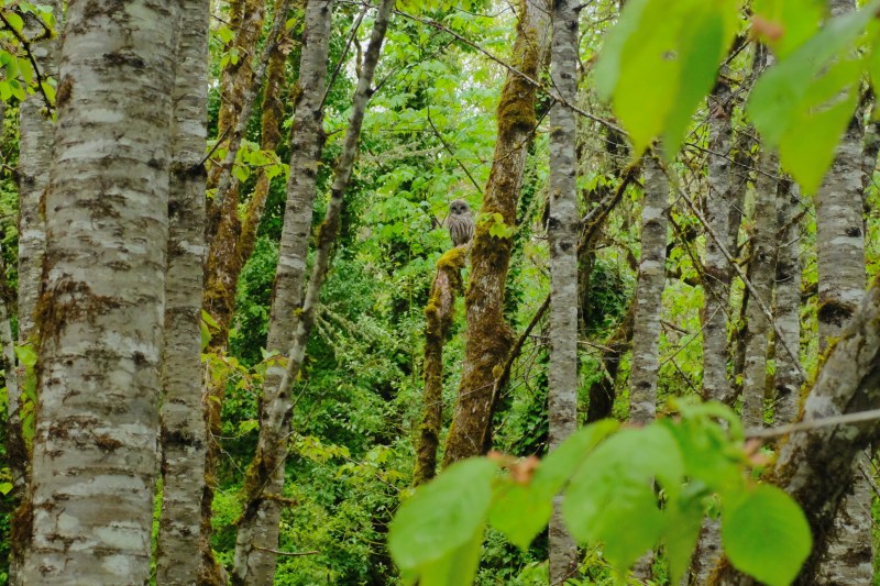 barred owl in forest