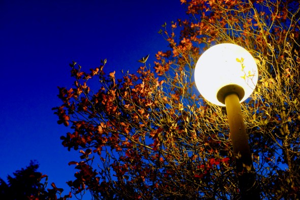 pink dogwood blooming and outdoor light