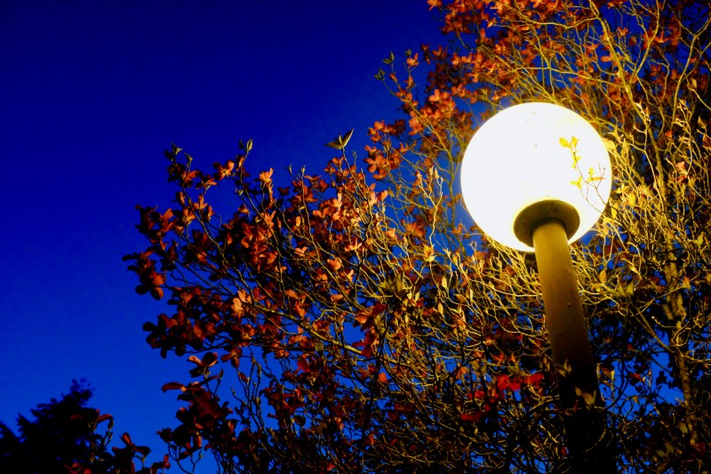 pink dogwood blooming and outdoor light