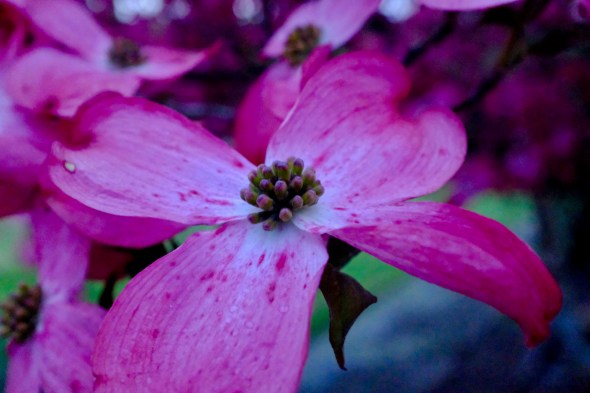 pink dogwood in bloom