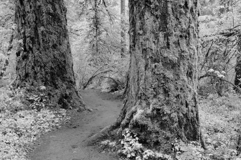 path through large trees