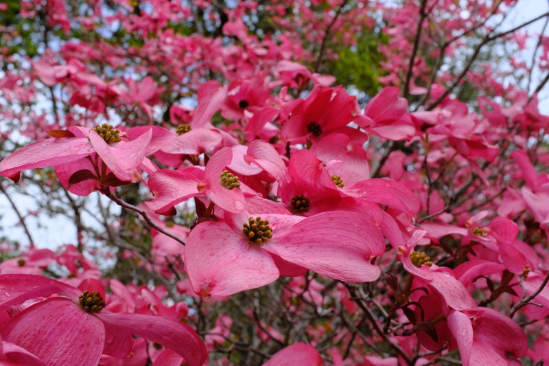 pink dogwood blossoms